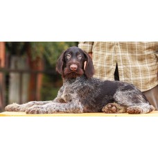 Очень перспективный щенок из помета П кобель №9 породы дратхаар Очень перспективный щенок из помета П кобель №9 породы дратхаар